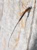 Ephialtes sp.
